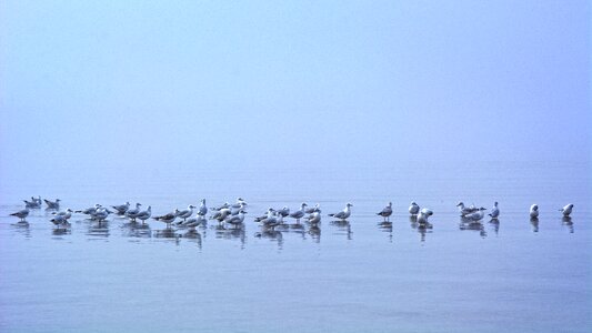 Water bird nature