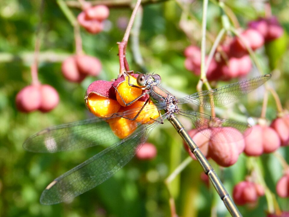 Spindle insect close up