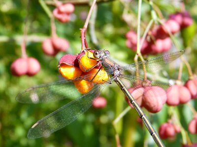 Spindle insect close up