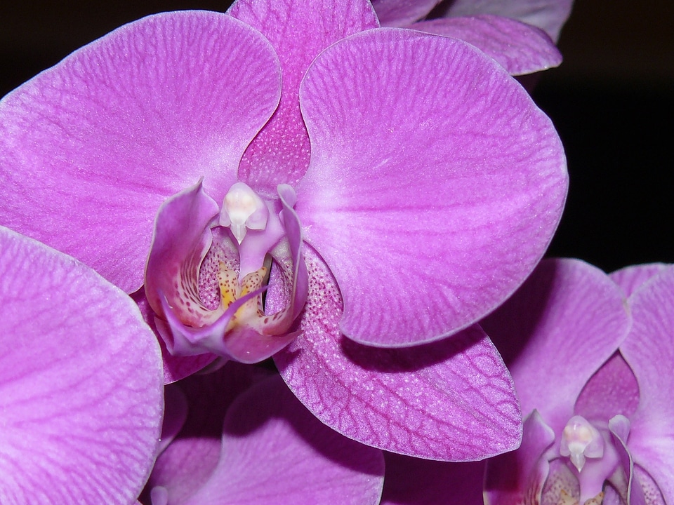Floral petal spring