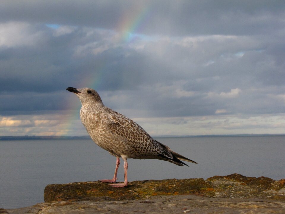 Sea rainbow bird