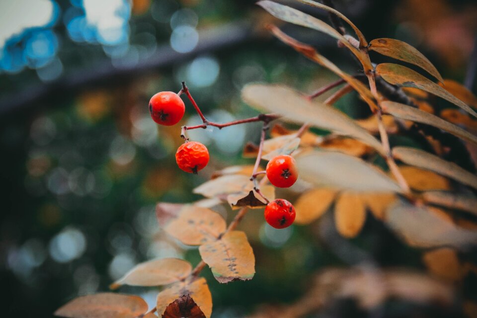 Plant september nature
