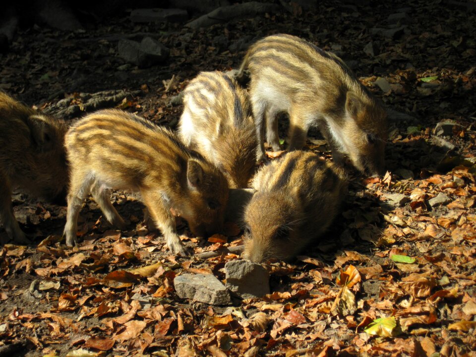 Nature forest mammal