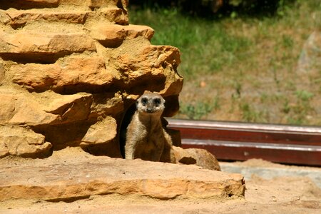 Surykatka animal zoo