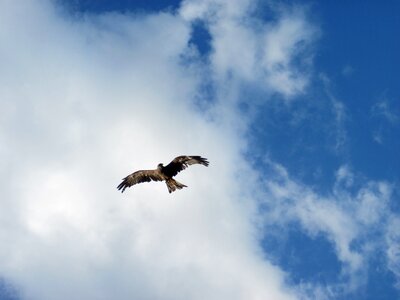 Wing flying feather