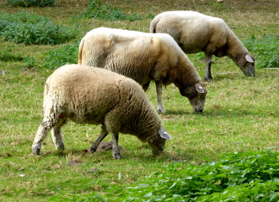 Graze livestock agriculture