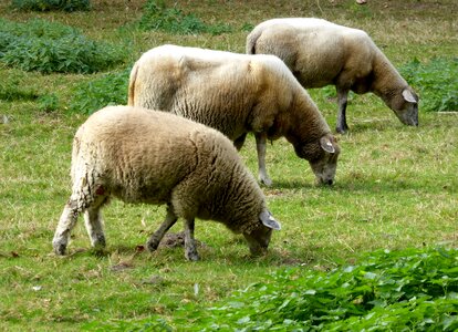 Graze livestock agriculture