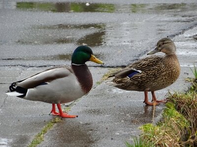 Bird nature animal world photo