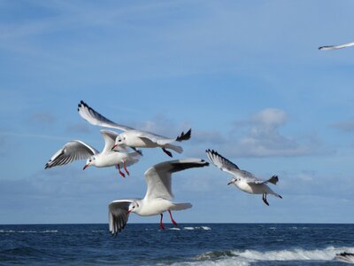 Seagull bird sea photo
