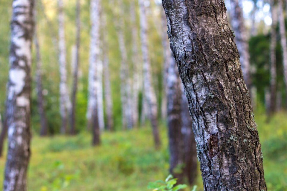 Trunks trees nature