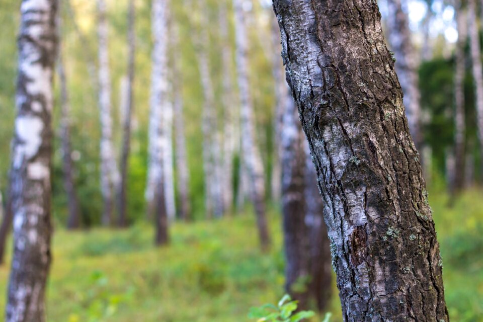 Trunks trees nature photo