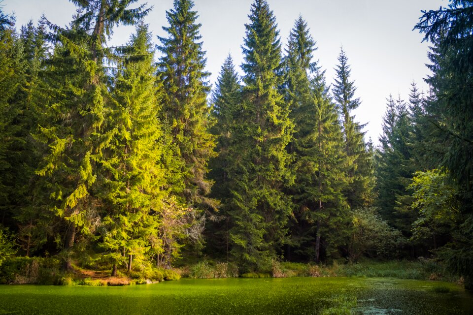Trees nature water