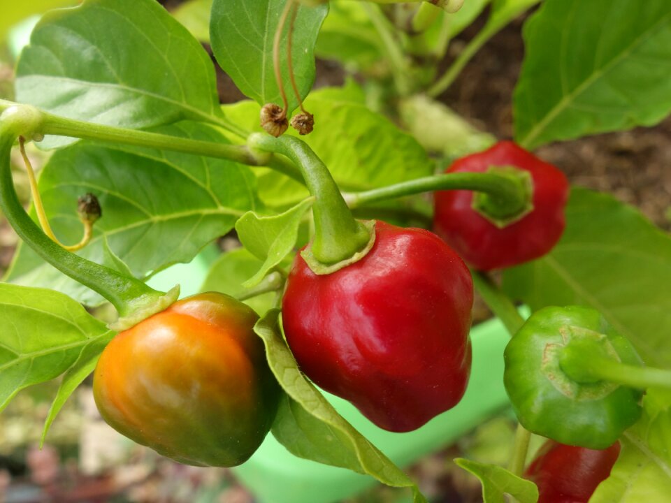 Habanero sharp spice