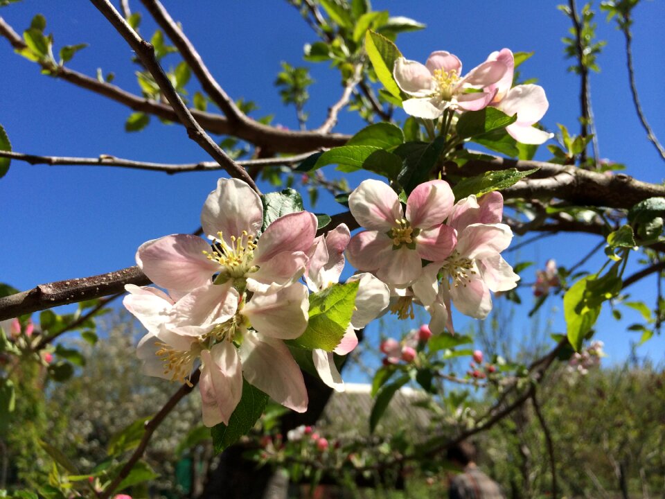 Plant branch apricot