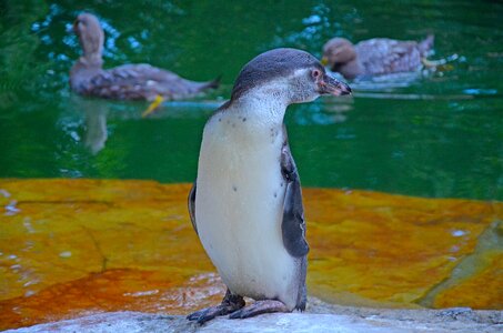Penguin zoo bird