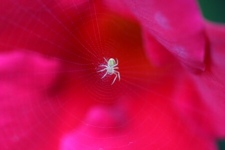 Cobweb nature flower