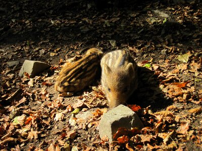 Nature forest mammal