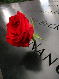 Manhattan 911 memorial plaza rose photo