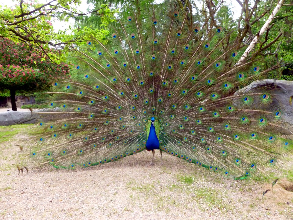 Animal beat rad feather