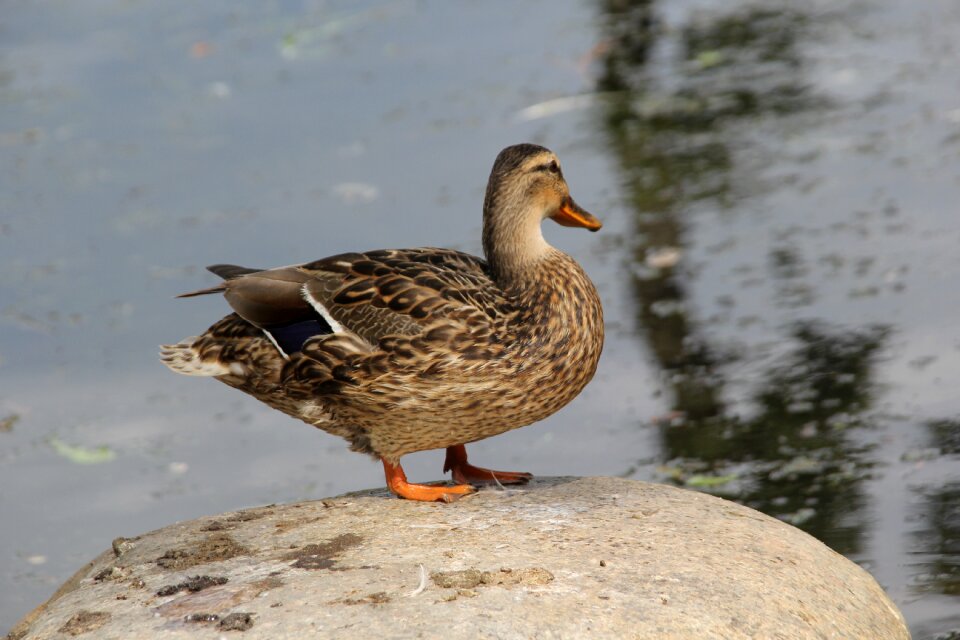 Duck water bird
