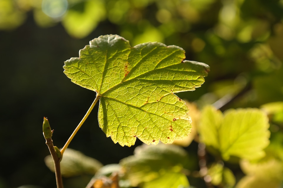 Green sun bush