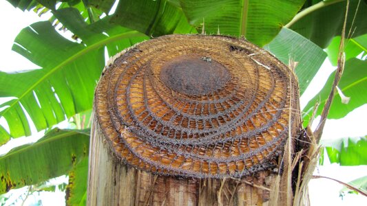 Risaralda plants nature