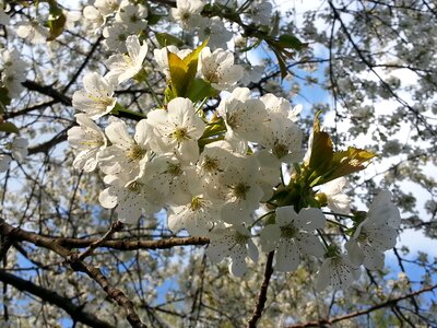White spring japanese cherry photo