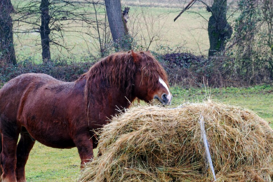 Horse horses animals