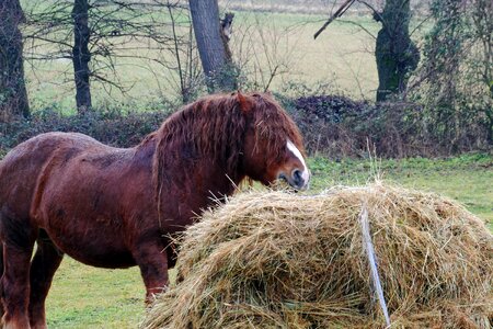 Horse horses animals