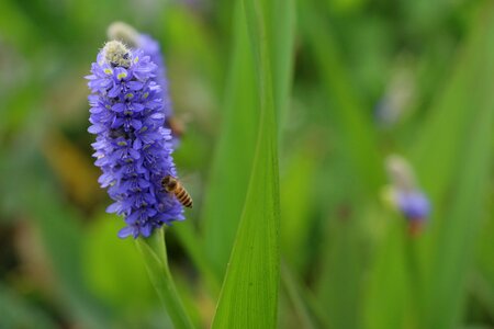 Flower macro bee