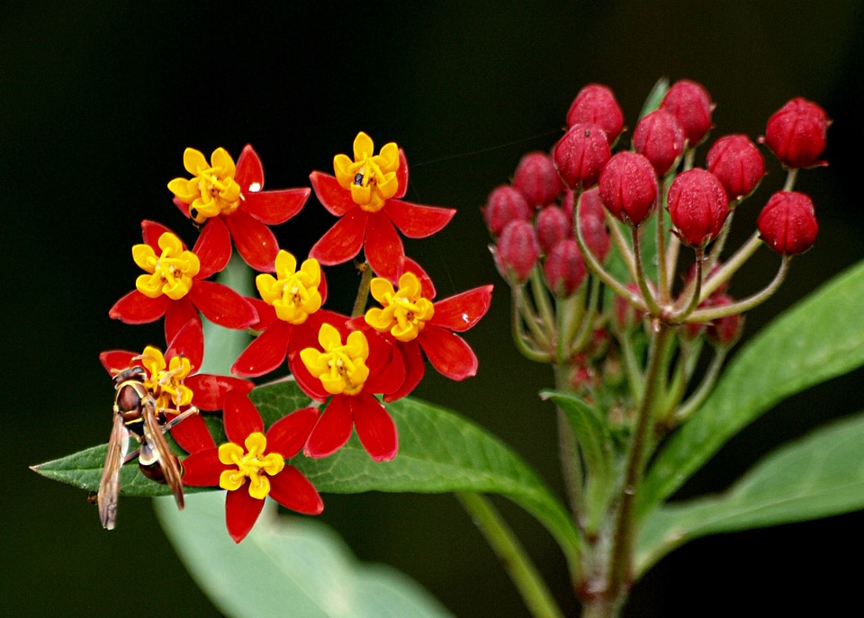 Floral insect wing