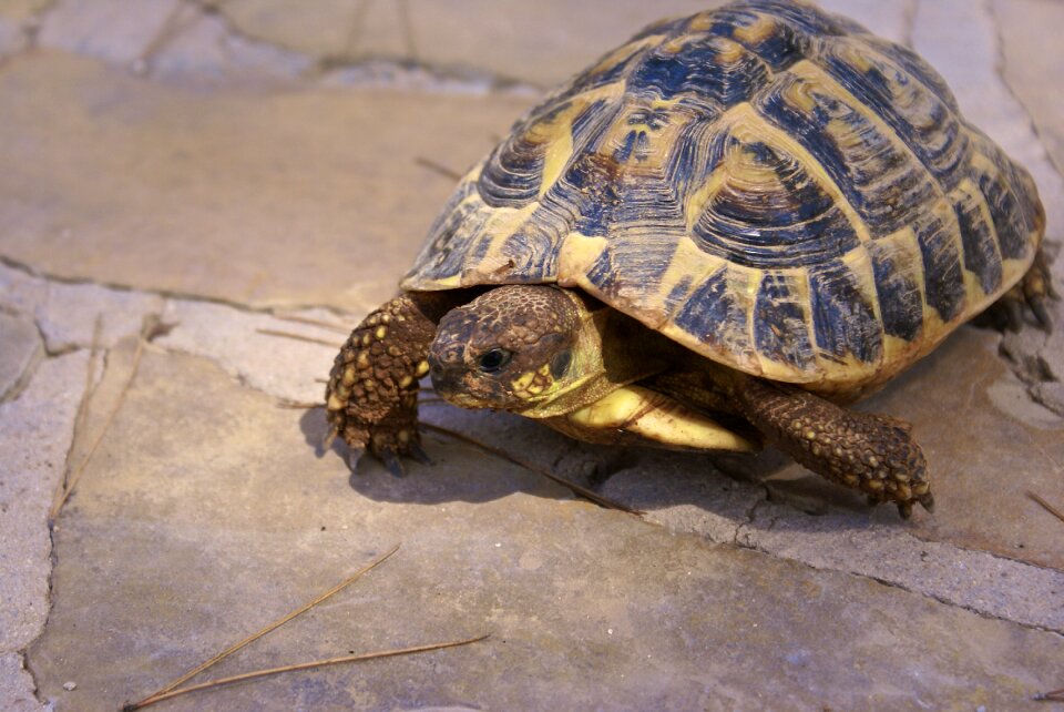 Herman tortoise pet earth