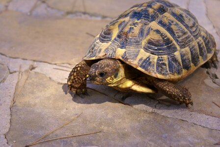 Herman tortoise pet earth