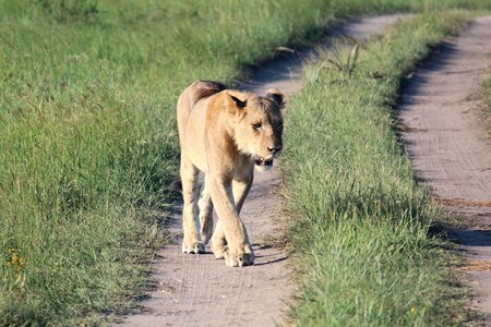 Walk dirt road south africa photo