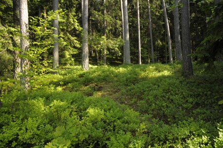 Masuria forest plant