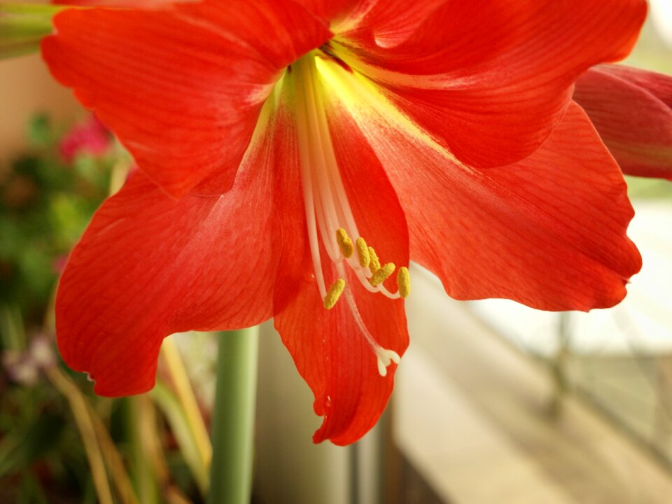 Macro red bokeh