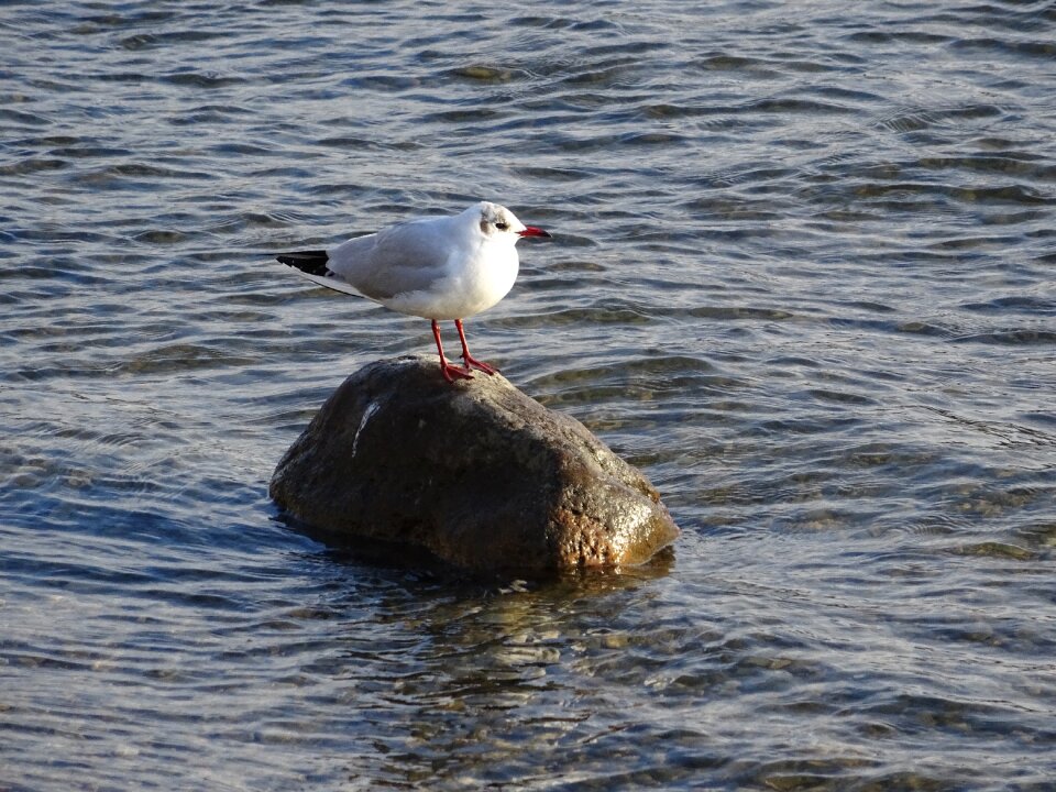 Stone water seagull