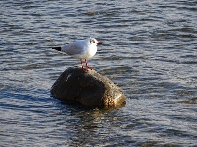 Stone water seagull