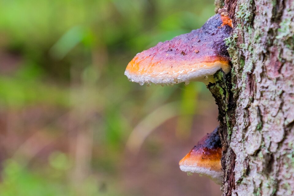 Mushroom trunk wood