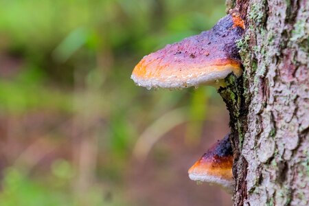 Mushroom trunk wood