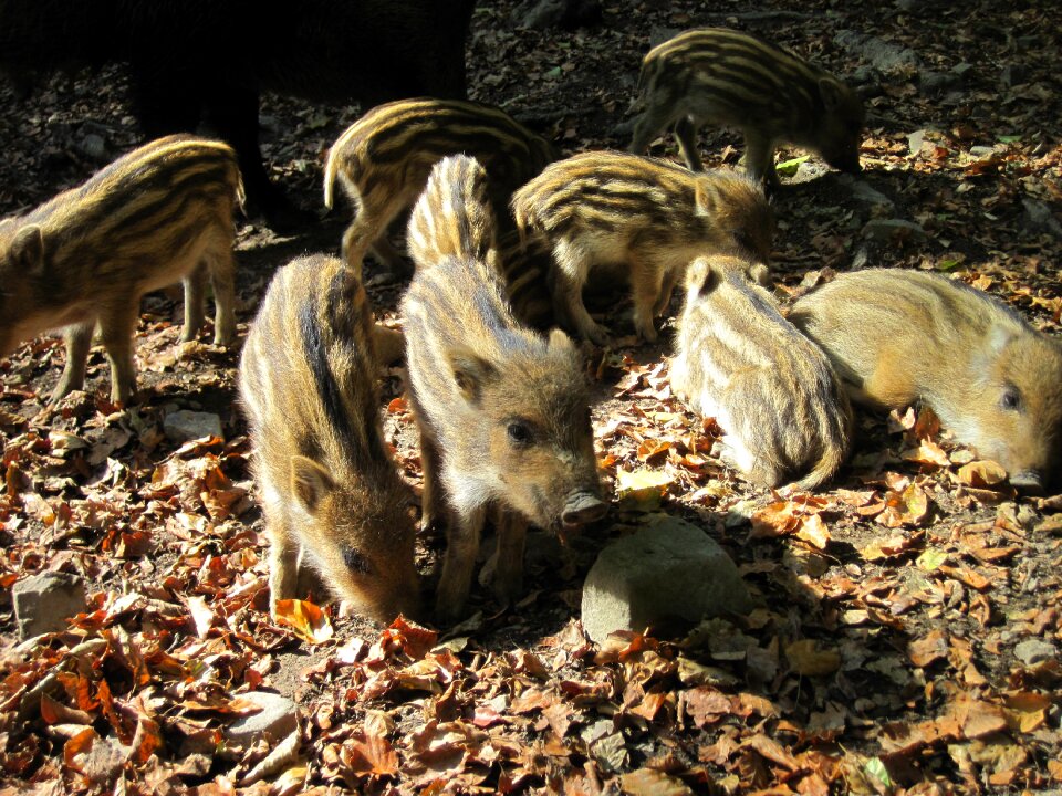 Nature forest mammal