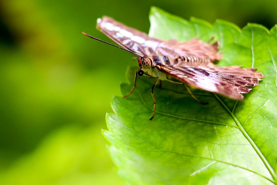 Animal insect close up