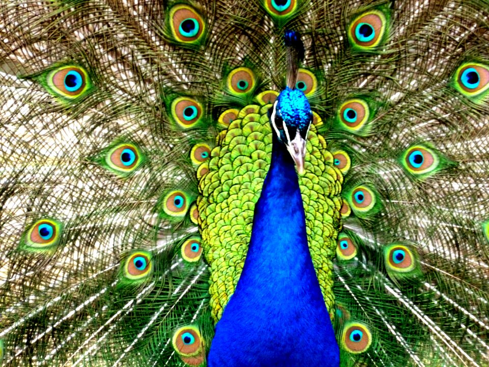 Animal beat rad feather