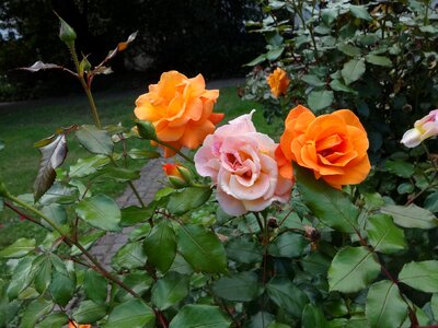 Orange later becoming pink park landau