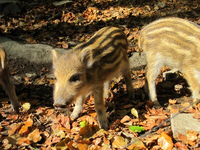 Nature forest mammal photo