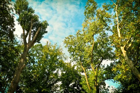 Aesthetic tribe forest