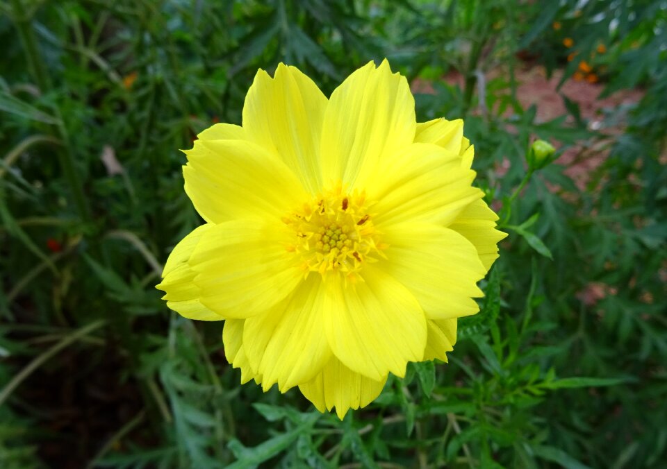 Sulfur cosmos yellow cosmos flora