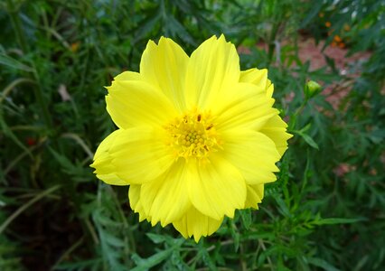 Sulfur cosmos yellow cosmos flora