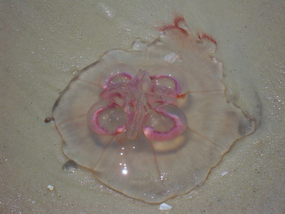 Aurelia aurita nature marine