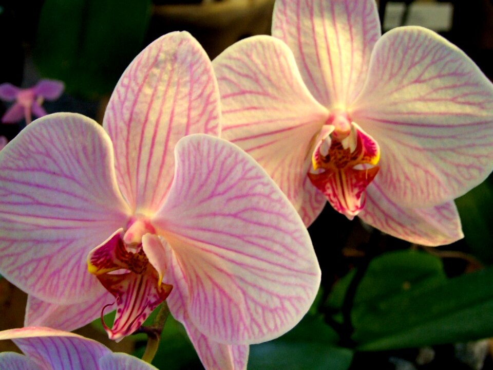 Orchidea decorative beauty